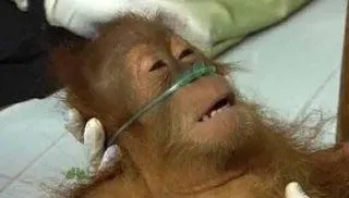 Sick Orangutan 