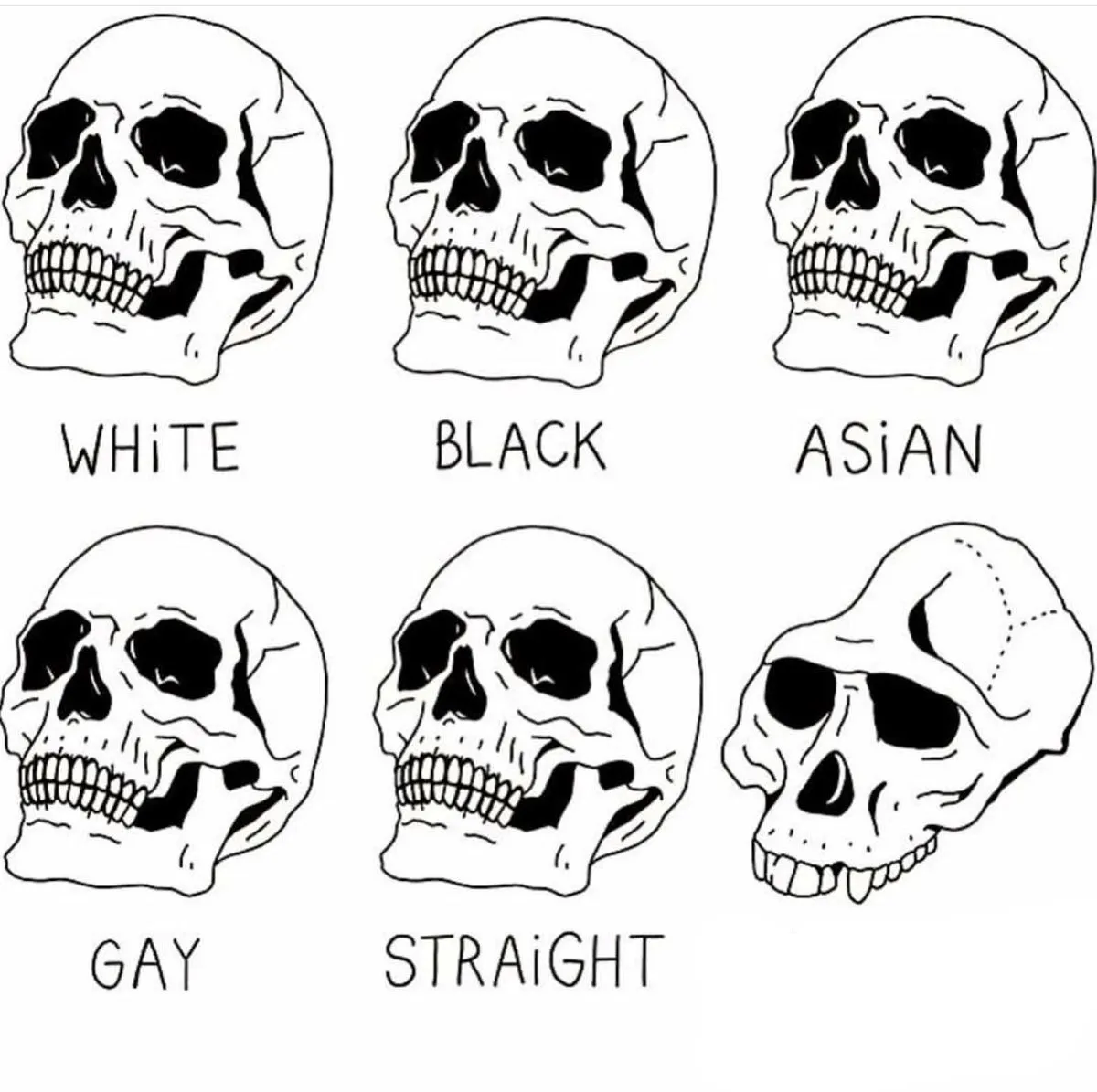 Skull Comparison 