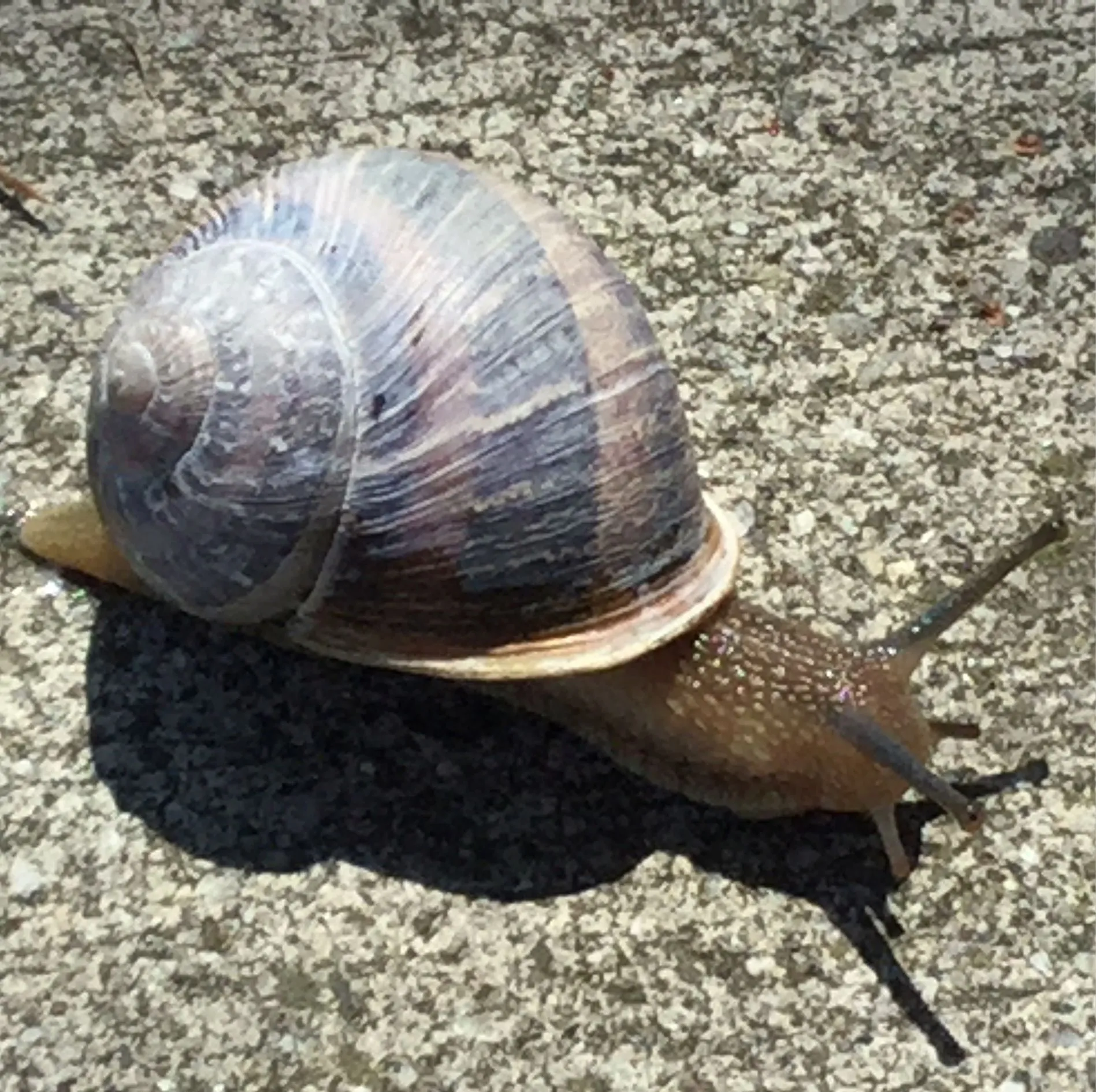 Slow as a snail... 