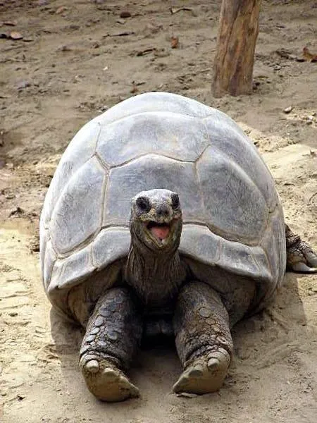 Smiling happy excited tortoise 