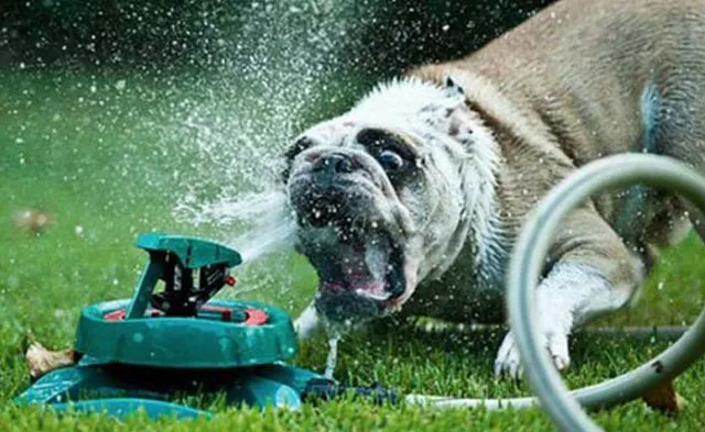 Sprinkler 