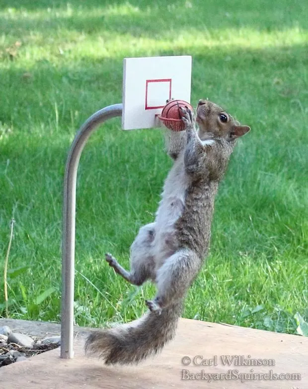 Squirrel basketball 