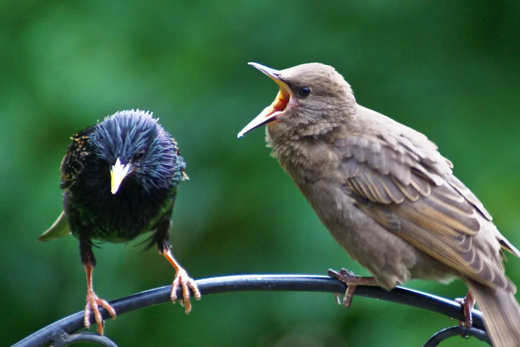 Starling Fledgling 