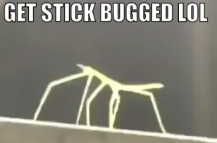 Stickbug meme 
