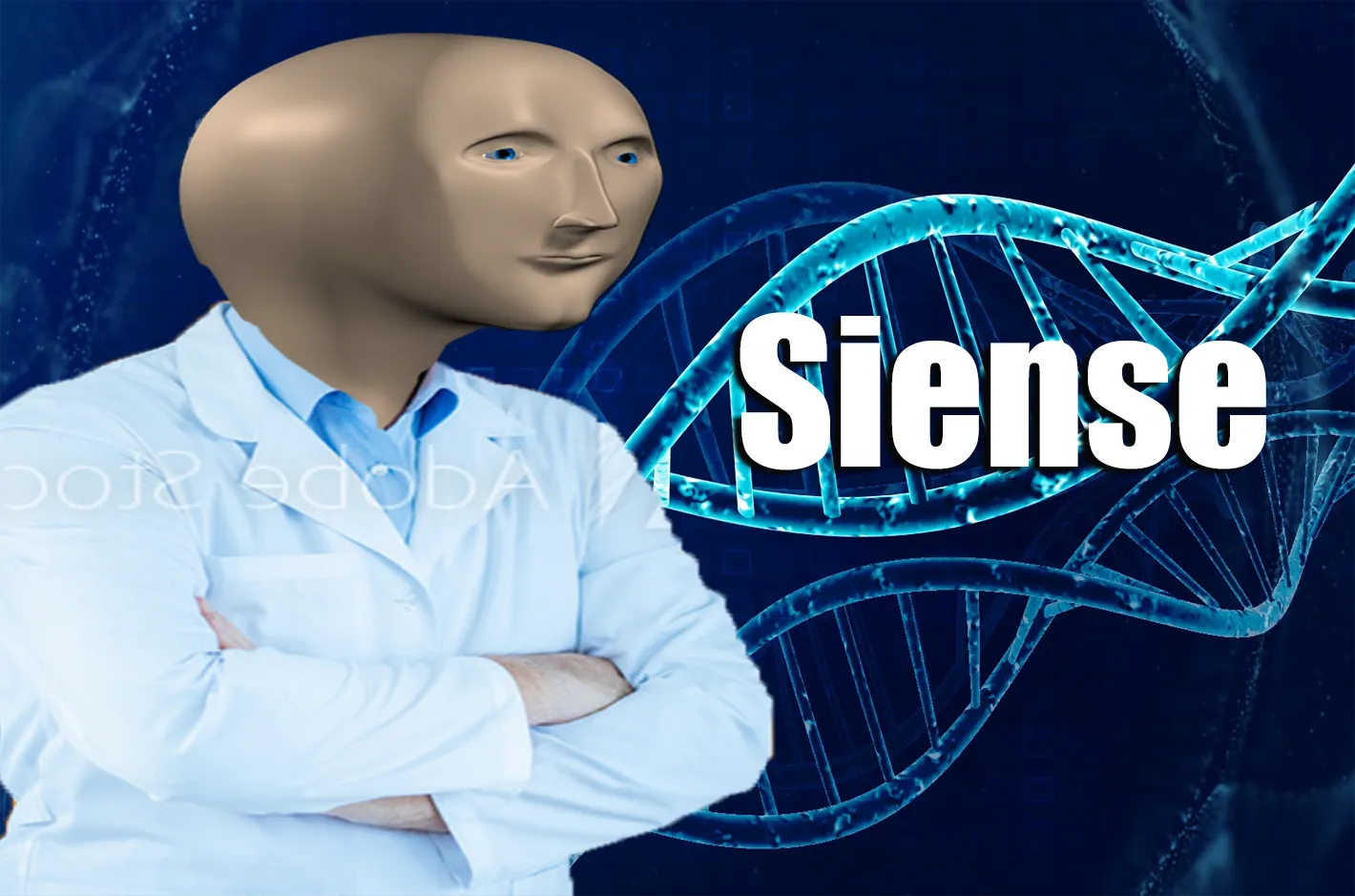 Stonks Siense 