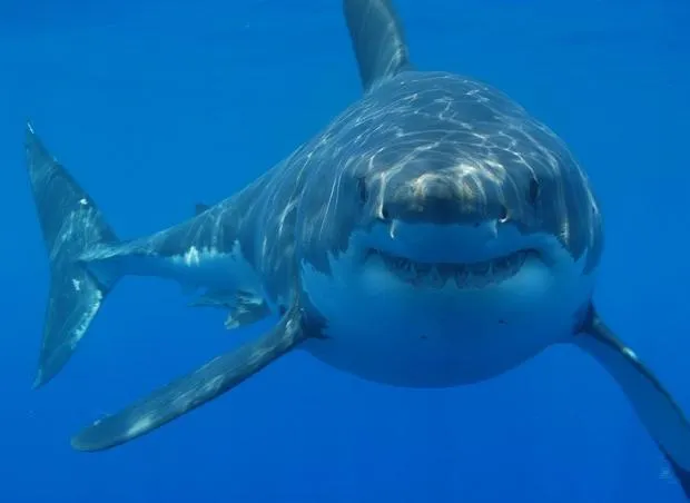 Straight White Shark 