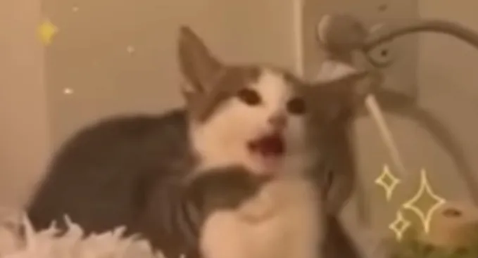 Surprised Cat 