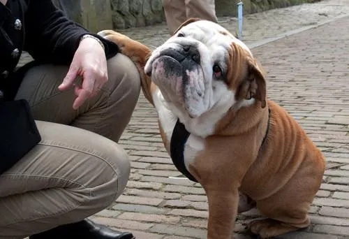 Sympathetic Bulldog 