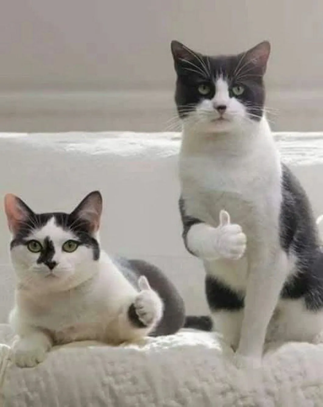 THUMBS UP CATS 