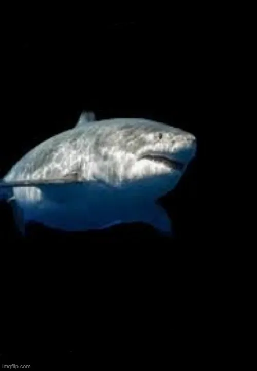 Terry the fat shark template 