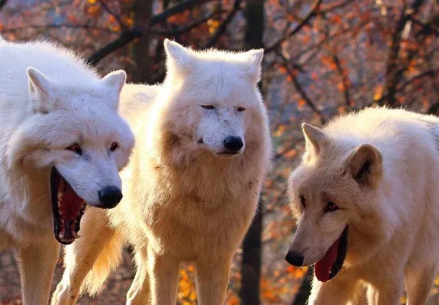 The Three Wolves 