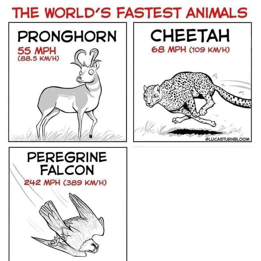 The world's fastest animals 