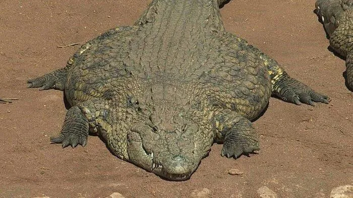 Thicc crocodile 