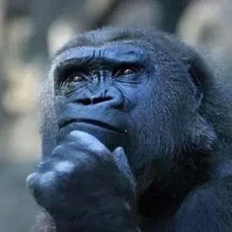 Thinking ape 