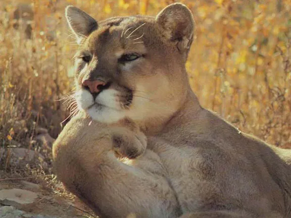 Thinking cat 