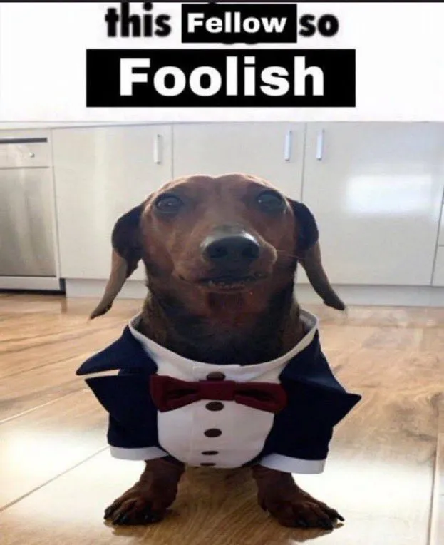 This fellow is so foolish 