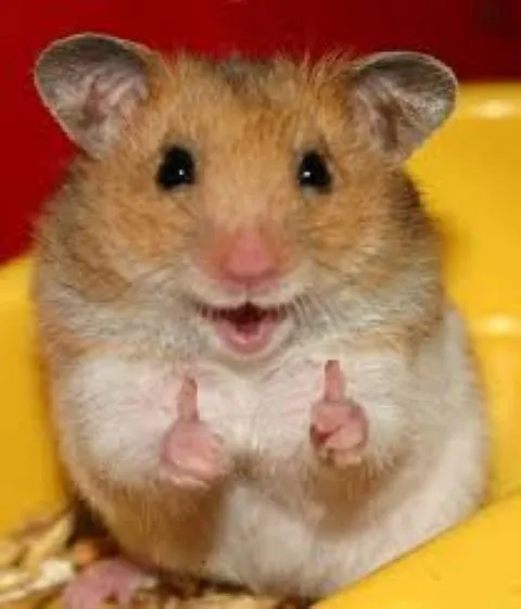 Thumbs up hamster 