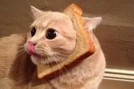 Toast Cat 