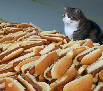 Too many hot dogs 