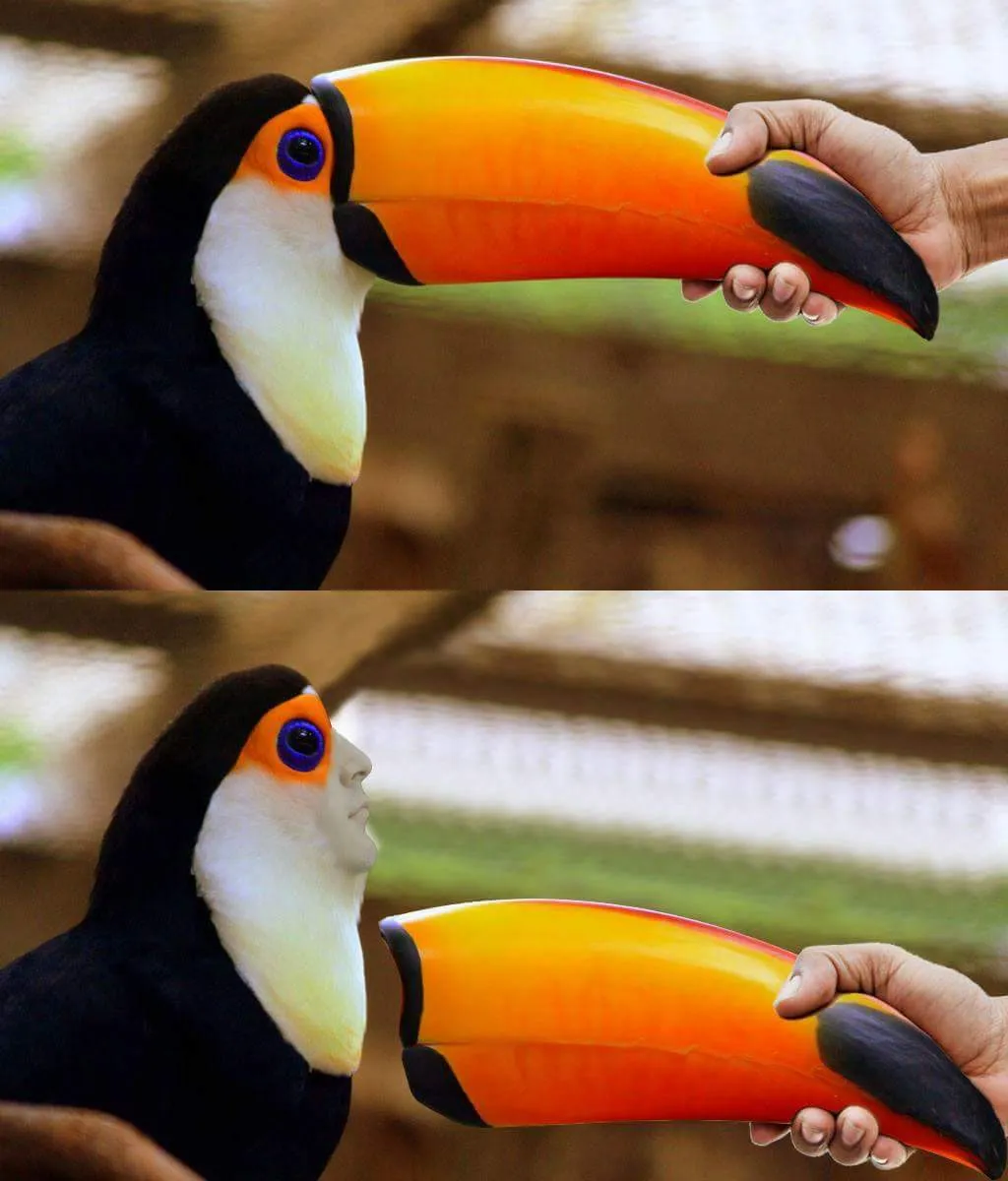 Toucan Beak 