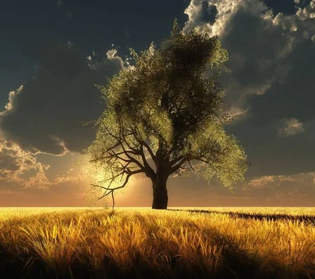 Tree of Life 