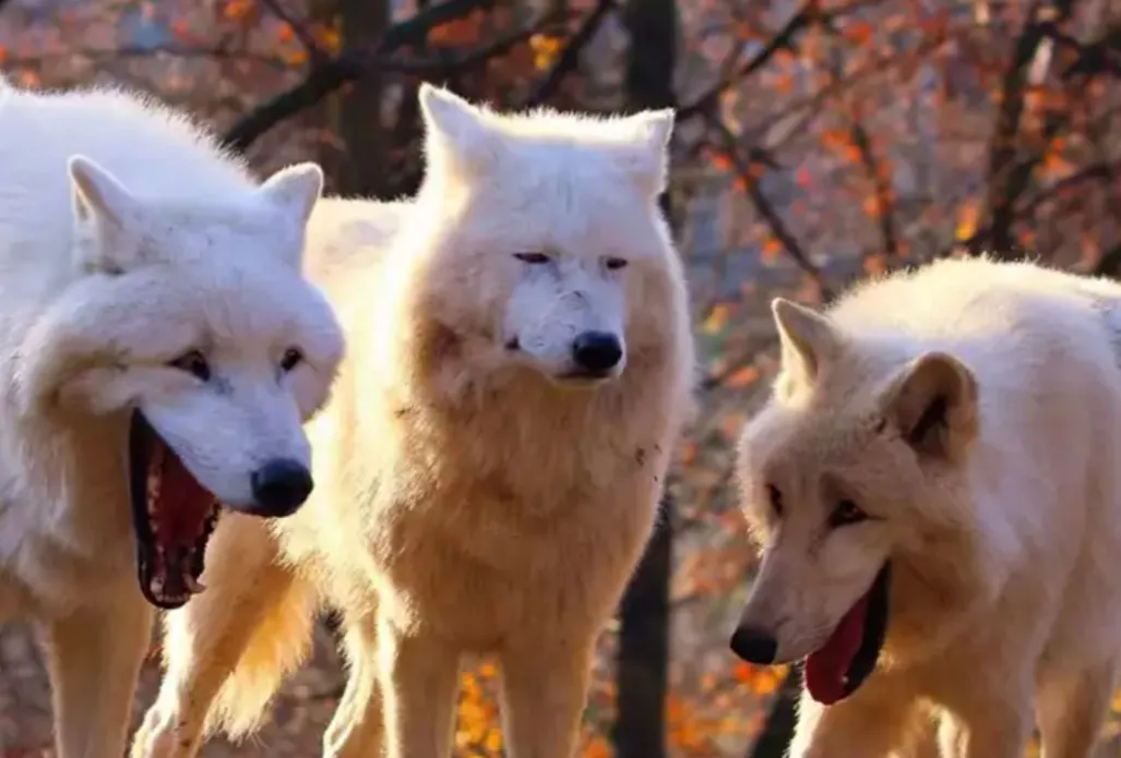 Two Wolves laughing 