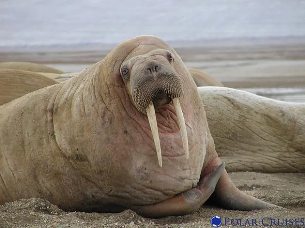 Walrus 