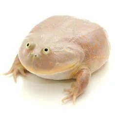 Wednesday Frog Blank 