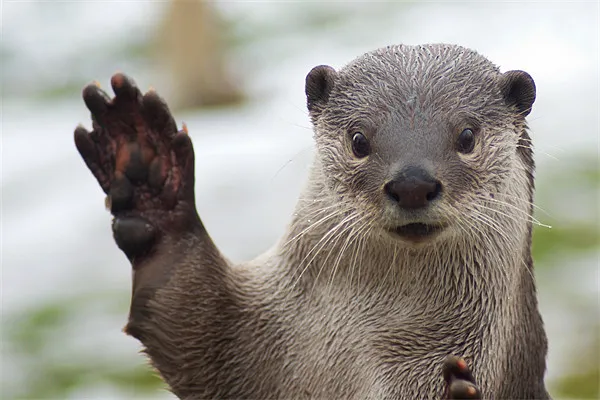 Welcome Back, Otter. 