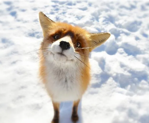 What Does The Fox Say? 