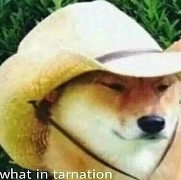 What in tarnation dog 