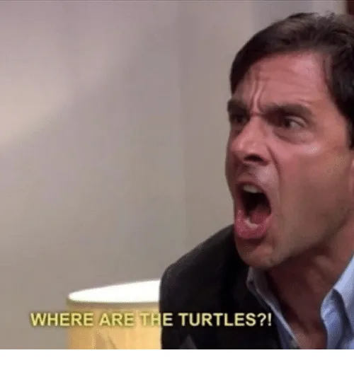 Where are the turtles 