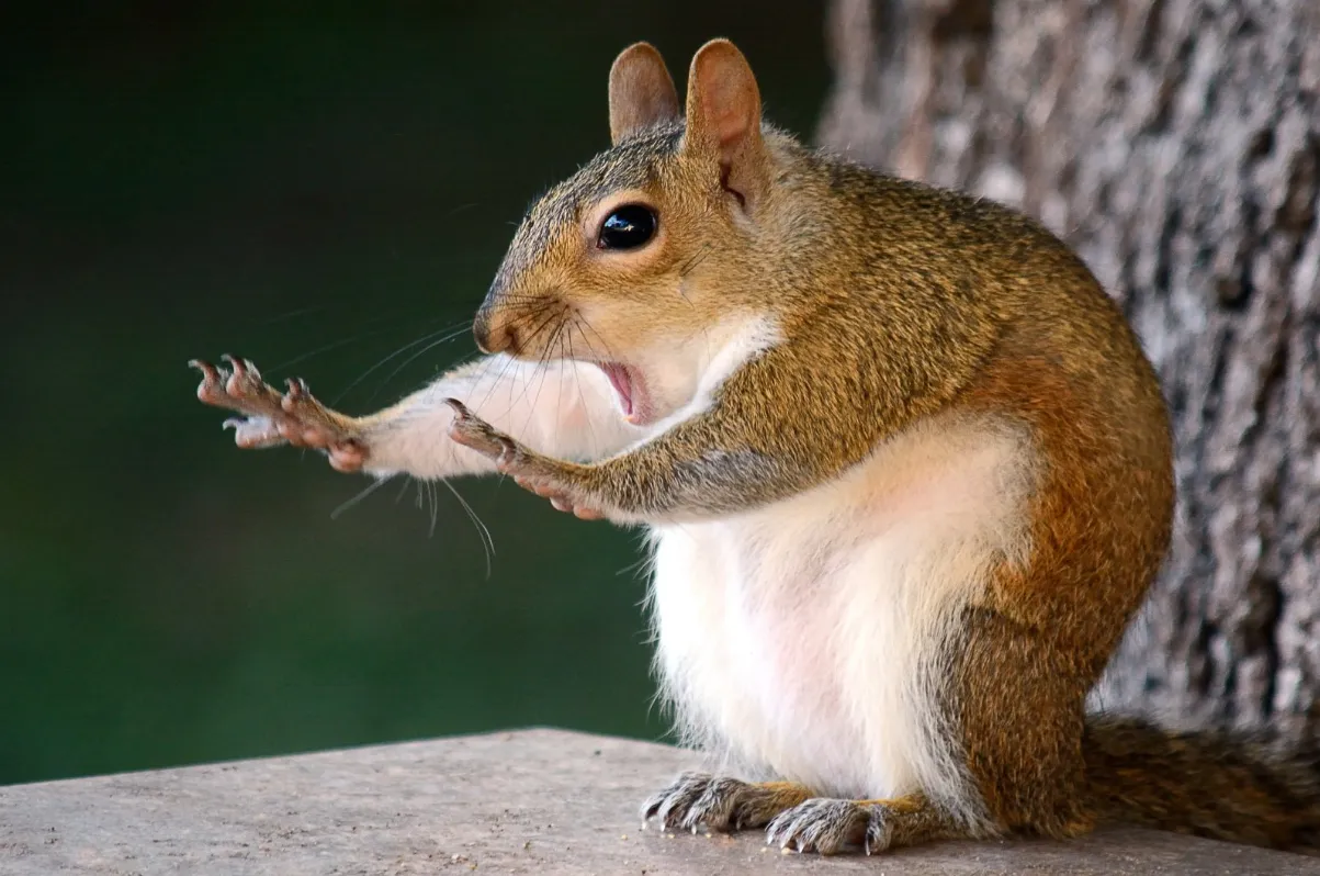 Whoa now Squirrel 