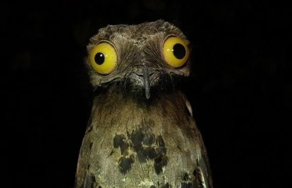 Wierd stuff I do potoo 