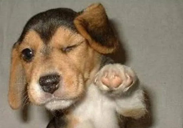 Winking Dog 