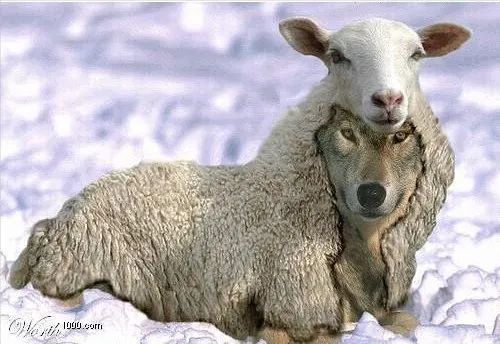 Wolf In Sheeps Clothing 