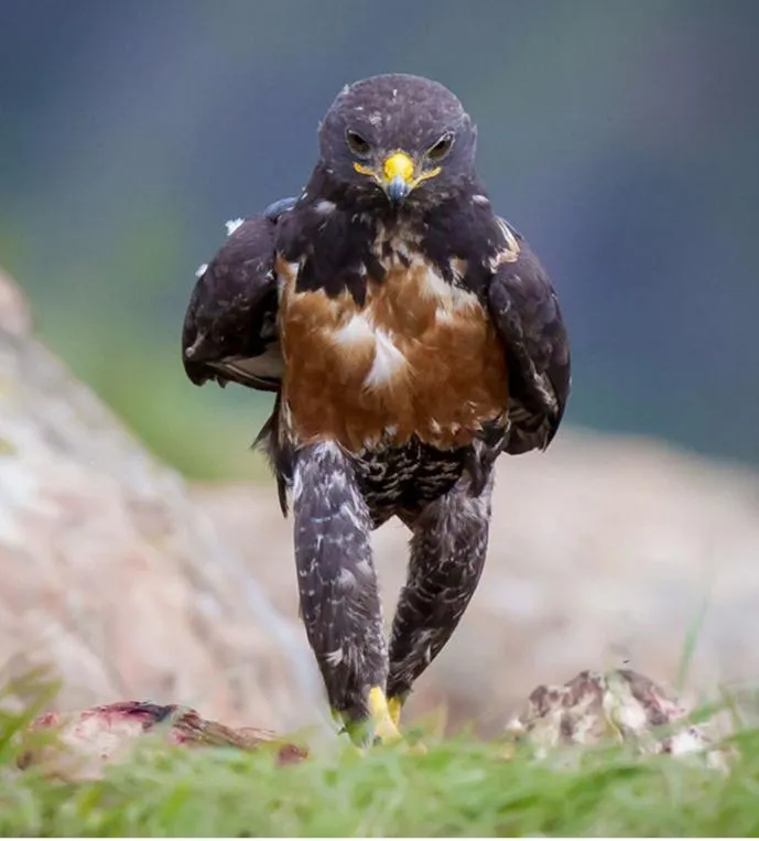 Wondering Wandering Falcon 