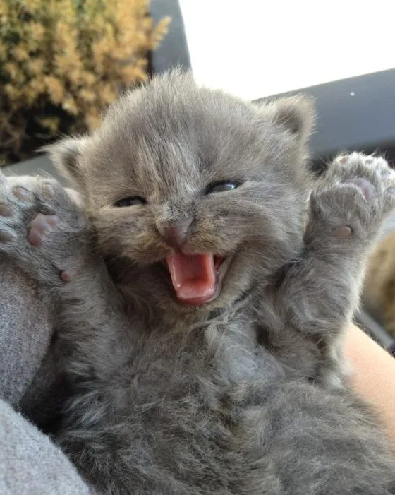 Yay Kitty 