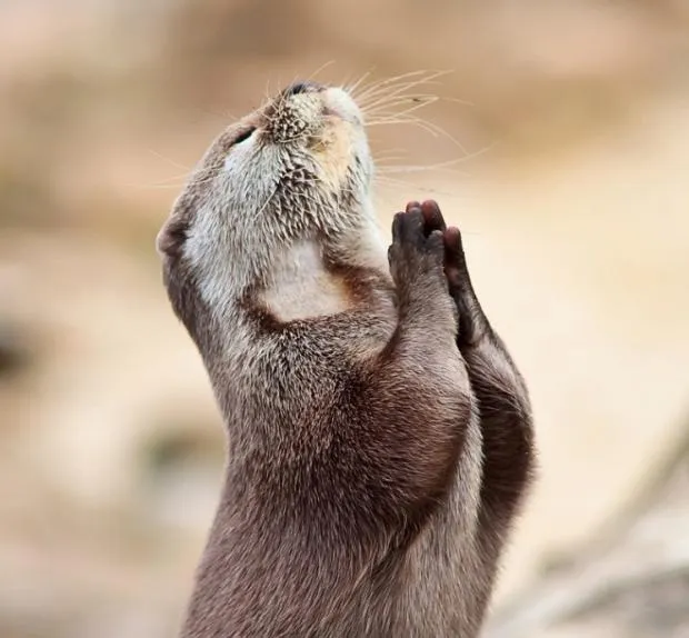 animal praying 