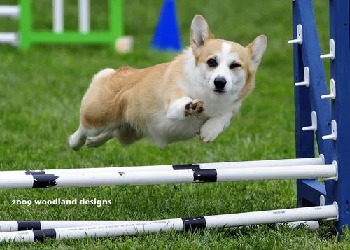 awesome corgi andshit 