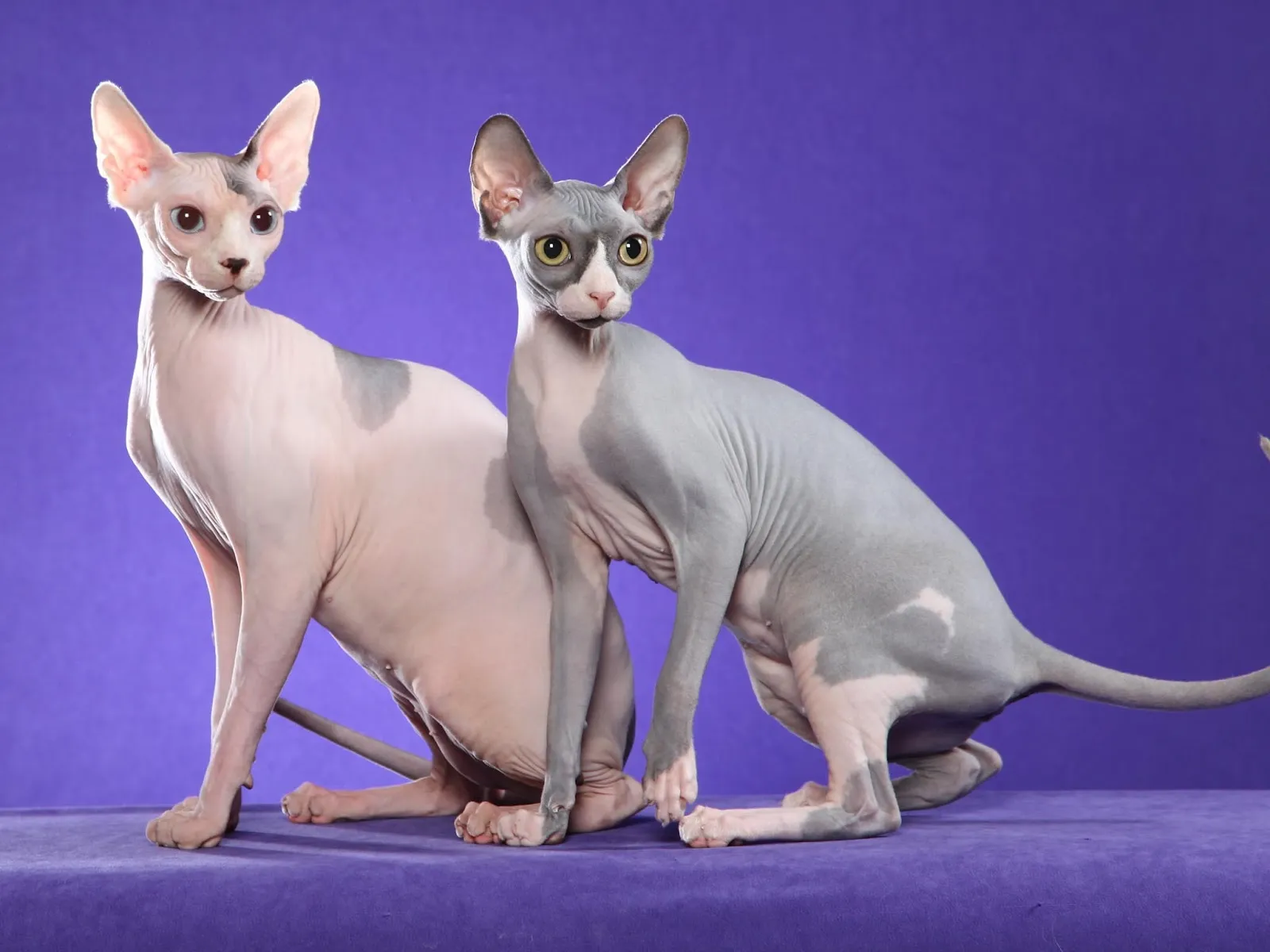 bald cats 