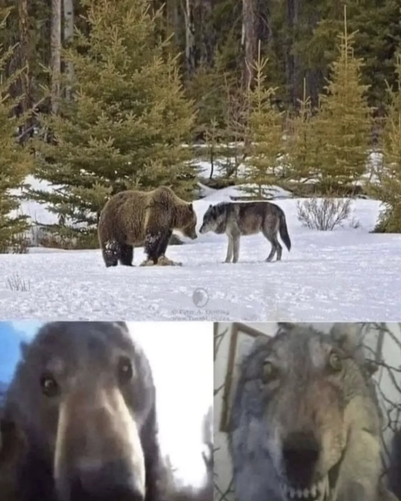bear vs wolf