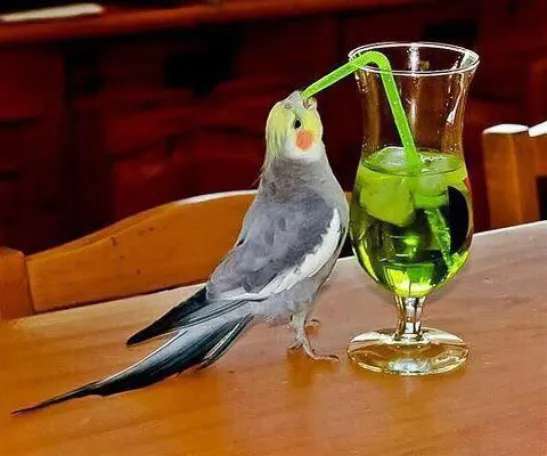 big sip bird 