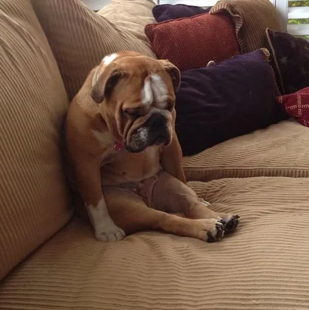 bulldogsad 