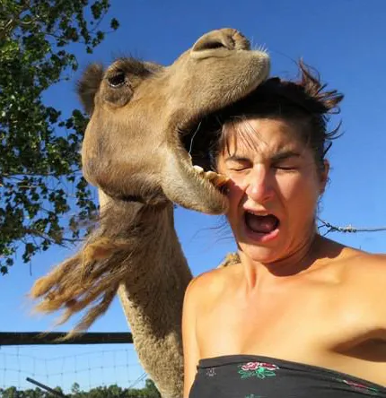 camel bite 