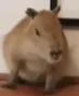 capybara 