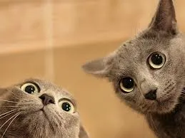 cat 2 with big eyes 