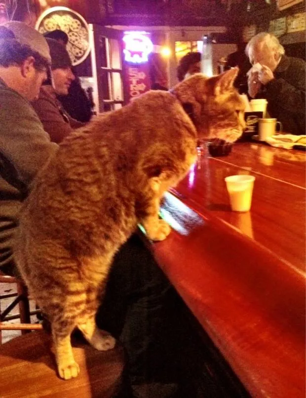 cat bar drinking 