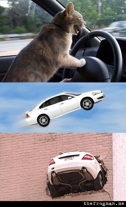 cat car 