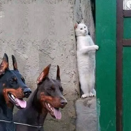 cat hiding from dogs 